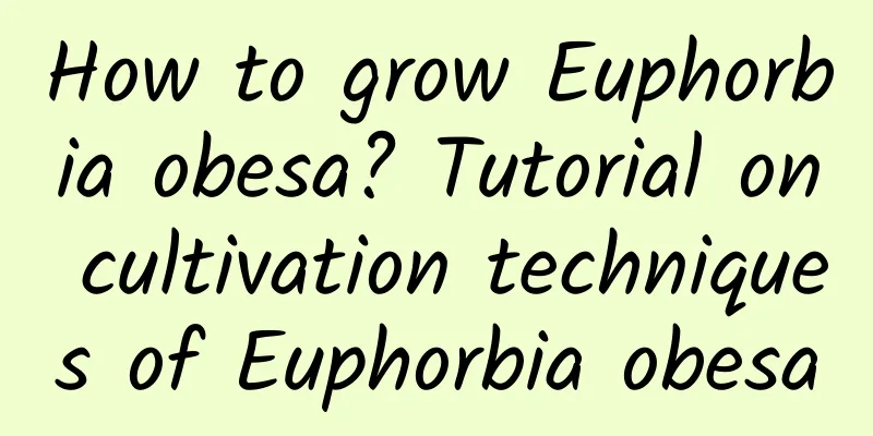 How to grow Euphorbia obesa? Tutorial on cultivation techniques of Euphorbia obesa