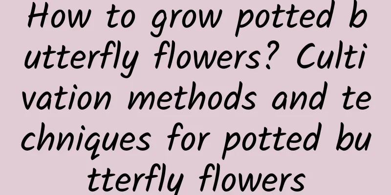 How to grow potted butterfly flowers? Cultivation methods and techniques for potted butterfly flowers