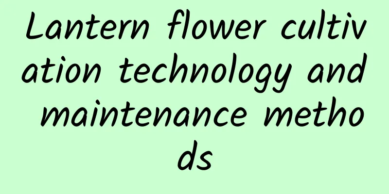 Lantern flower cultivation technology and maintenance methods