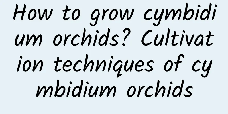 How to grow cymbidium orchids? Cultivation techniques of cymbidium orchids