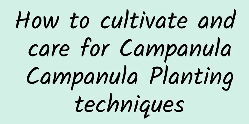 How to cultivate and care for Campanula Campanula Planting techniques