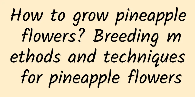 How to grow pineapple flowers? Breeding methods and techniques for pineapple flowers