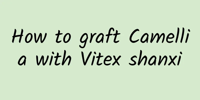 How to graft Camellia with Vitex shanxi