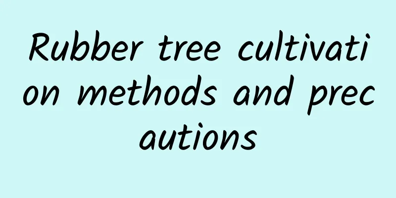 Rubber tree cultivation methods and precautions