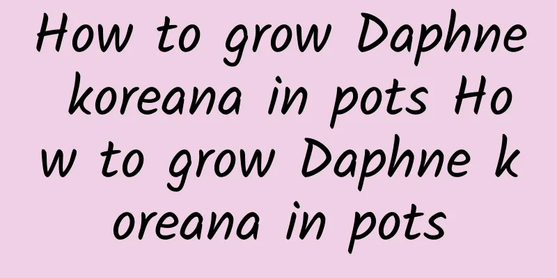 How to grow Daphne koreana in pots How to grow Daphne koreana in pots