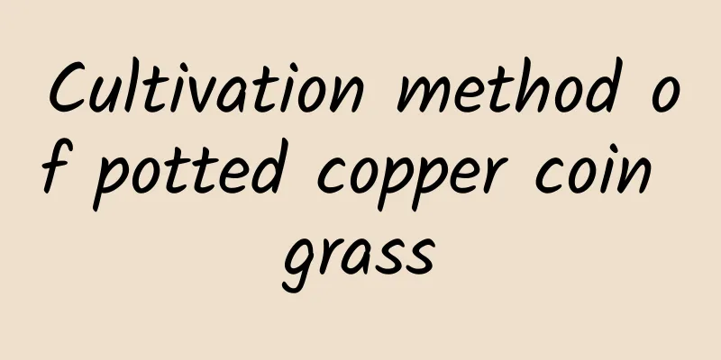 Cultivation method of potted copper coin grass