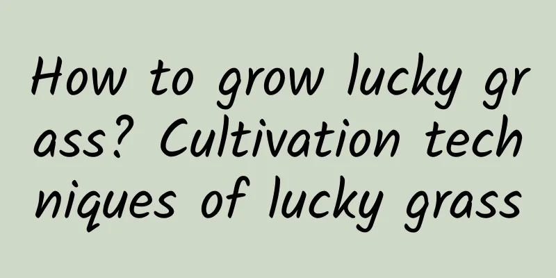 How to grow lucky grass? Cultivation techniques of lucky grass