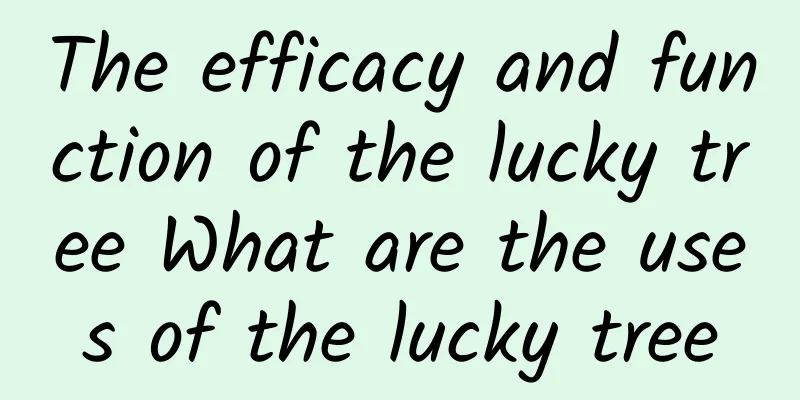 The efficacy and function of the lucky tree What are the uses of the lucky tree