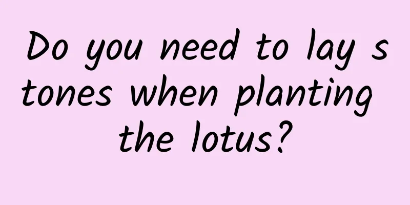 Do you need to lay stones when planting the lotus?