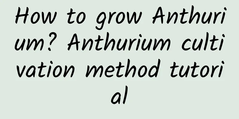 How to grow Anthurium? Anthurium cultivation method tutorial