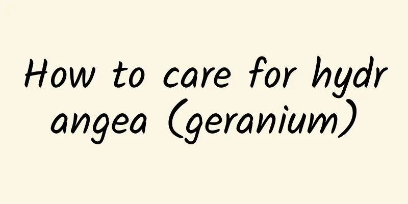 How to care for hydrangea (geranium)