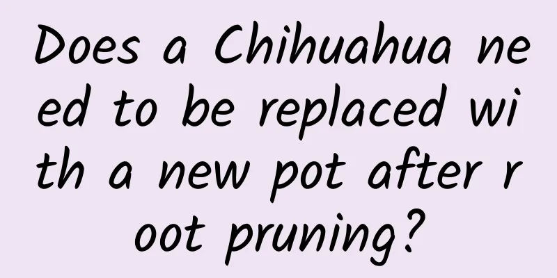 Does a Chihuahua need to be replaced with a new pot after root pruning?