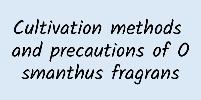 Cultivation methods and precautions of Osmanthus fragrans