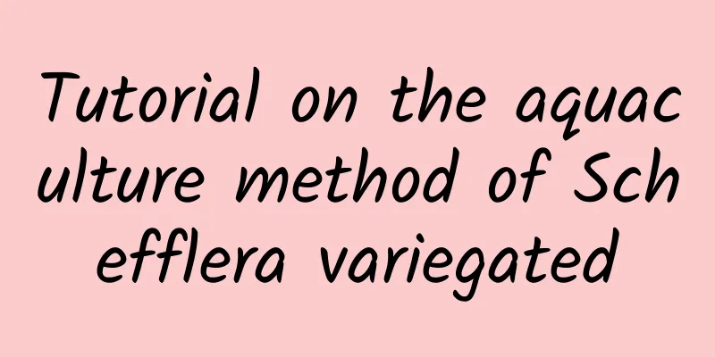 Tutorial on the aquaculture method of Schefflera variegated