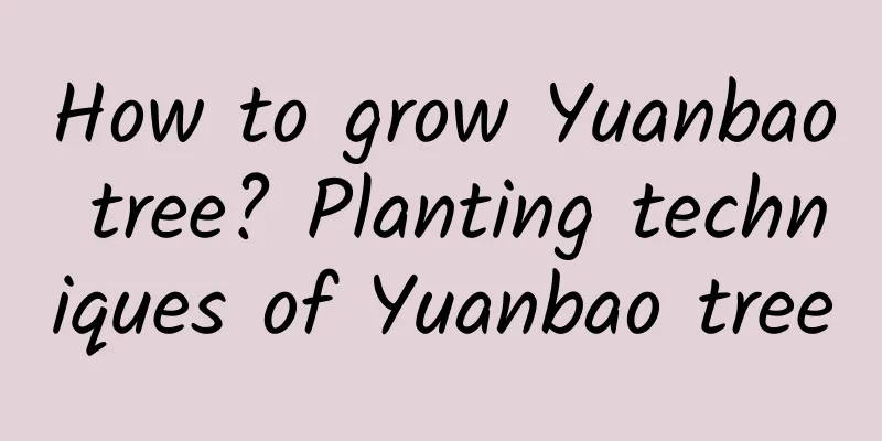 How to grow Yuanbao tree? Planting techniques of Yuanbao tree