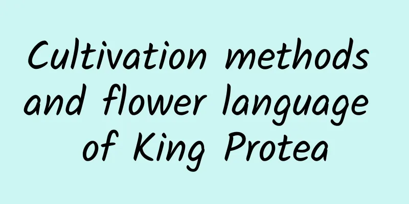 Cultivation methods and flower language of King Protea