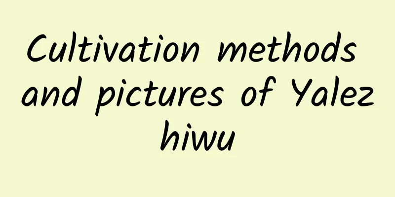 Cultivation methods and pictures of Yalezhiwu