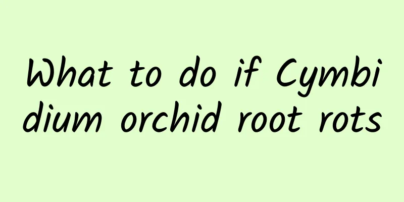 What to do if Cymbidium orchid root rots