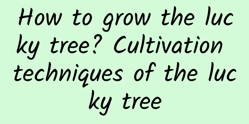 How to grow the lucky tree? Cultivation techniques of the lucky tree