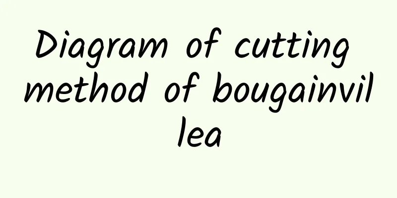 Diagram of cutting method of bougainvillea