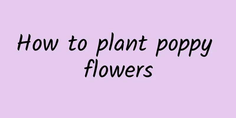 How to plant poppy flowers