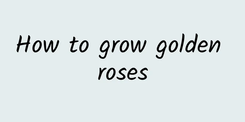 How to grow golden roses