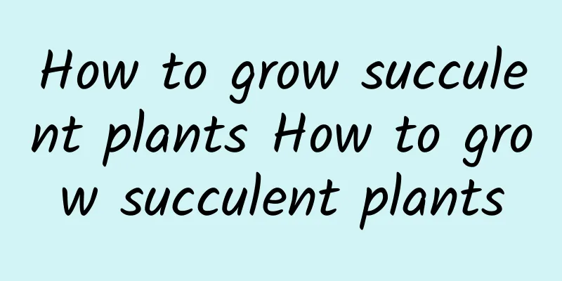 How to grow succulent plants How to grow succulent plants