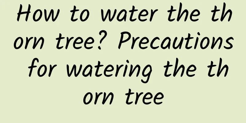 How to water the thorn tree? Precautions for watering the thorn tree