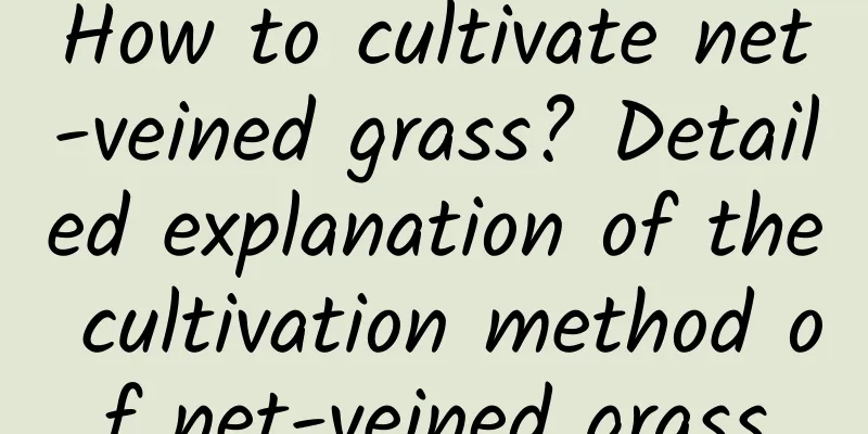 How to cultivate net-veined grass? Detailed explanation of the cultivation method of net-veined grass