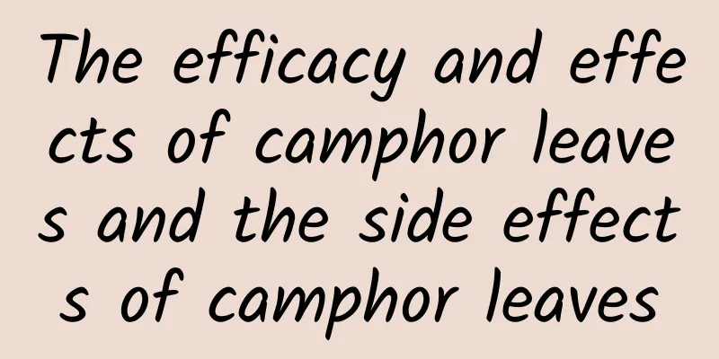 The efficacy and effects of camphor leaves and the side effects of camphor leaves