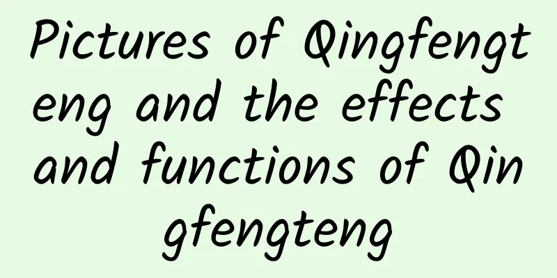 Pictures of Qingfengteng and the effects and functions of Qingfengteng