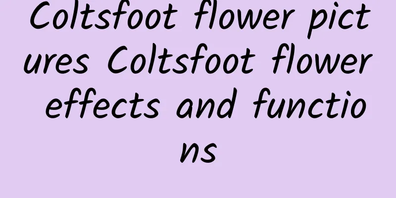 Coltsfoot flower pictures Coltsfoot flower effects and functions