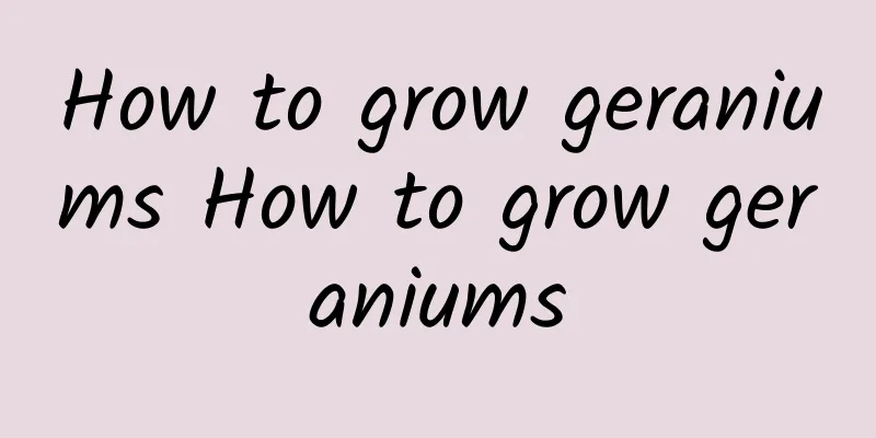 How to grow geraniums How to grow geraniums