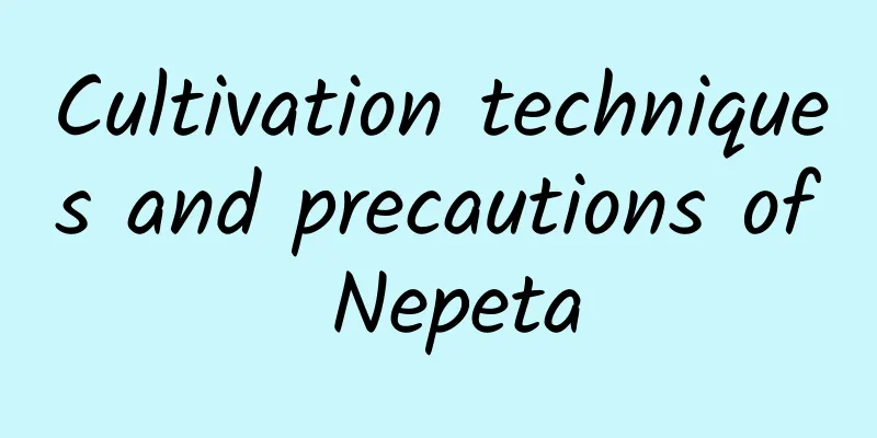 Cultivation techniques and precautions of Nepeta