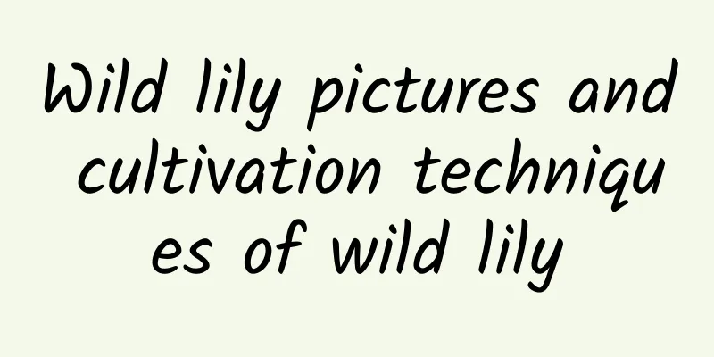 Wild lily pictures and cultivation techniques of wild lily