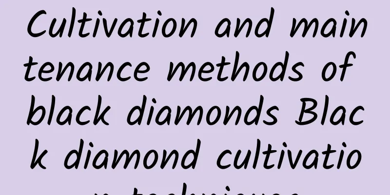 Cultivation and maintenance methods of black diamonds Black diamond cultivation techniques