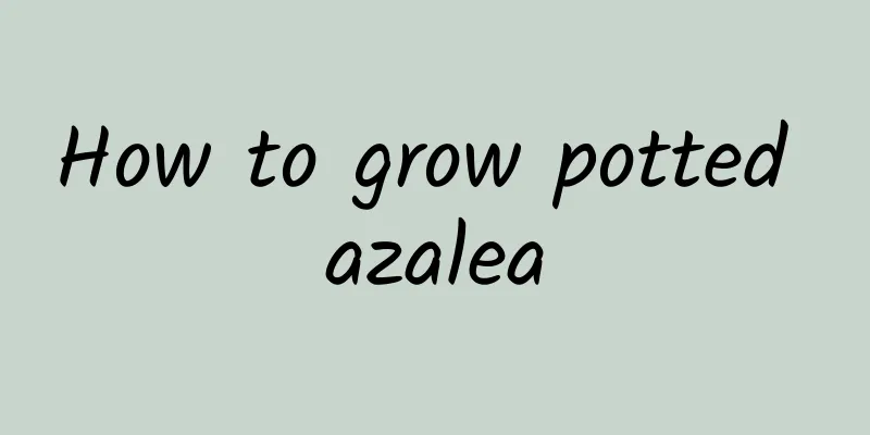 How to grow potted azalea