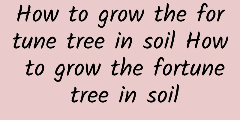 How to grow the fortune tree in soil How to grow the fortune tree in soil