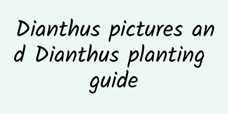 Dianthus pictures and Dianthus planting guide