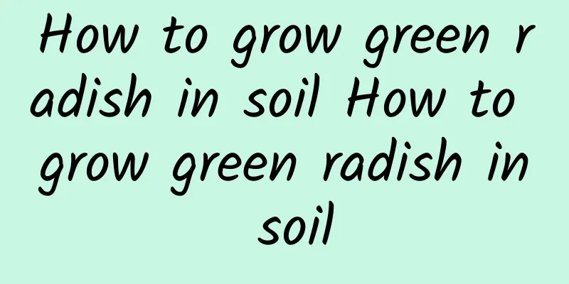 How to grow green radish in soil How to grow green radish in soil