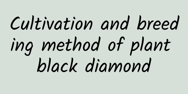 Cultivation and breeding method of plant black diamond