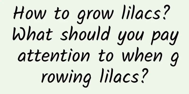 How to grow lilacs? What should you pay attention to when growing lilacs?