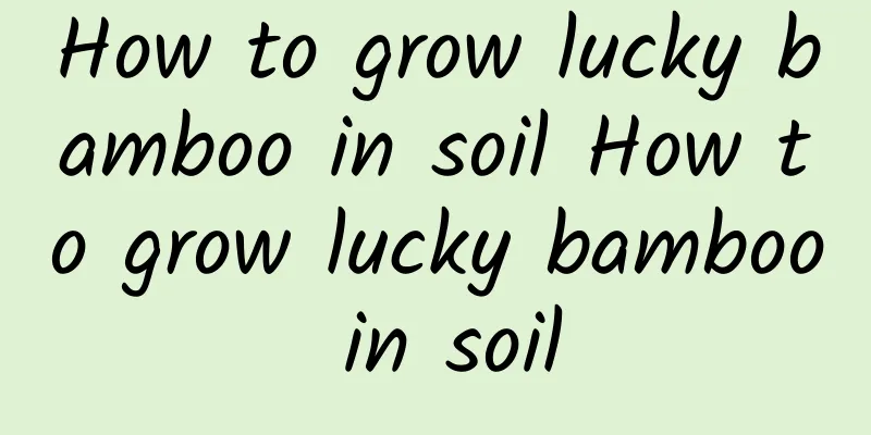 How to grow lucky bamboo in soil How to grow lucky bamboo in soil