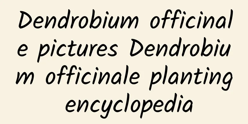 Dendrobium officinale pictures Dendrobium officinale planting encyclopedia