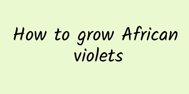 How to grow African violets