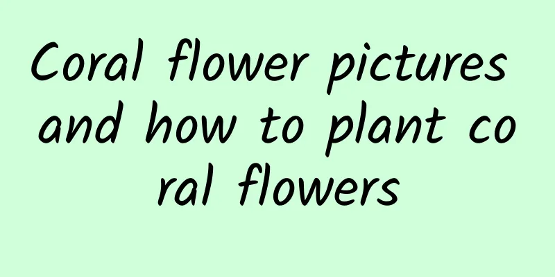 Coral flower pictures and how to plant coral flowers