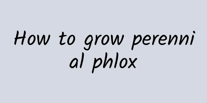 How to grow perennial phlox