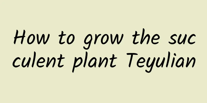 How to grow the succulent plant Teyulian