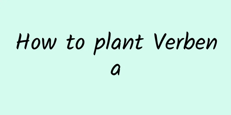 How to plant Verbena