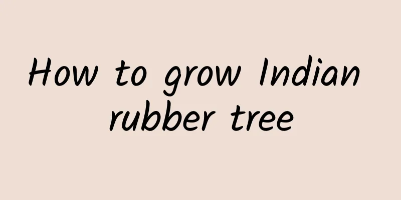 How to grow Indian rubber tree